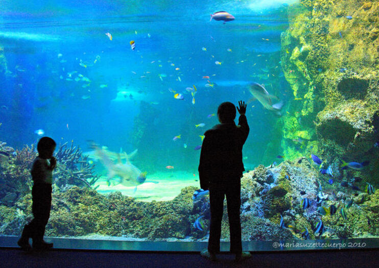 SEA LIFE® Sydney Aquarium
